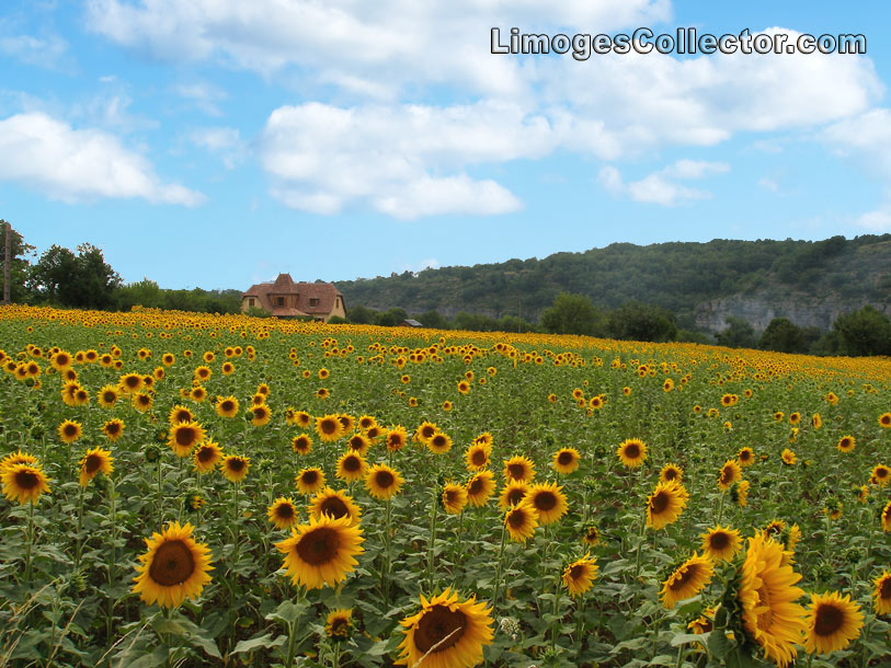 Sunflower Fields near Limoges France